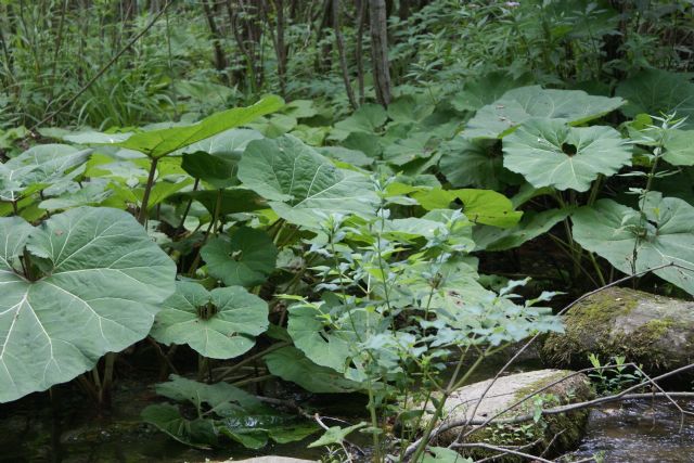 Petasites hybridus / Farfaraccio (Asteraceae)